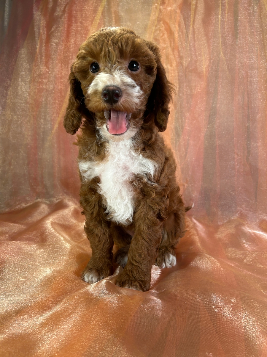 Male Bichon Poodle Pup for Sale in Iowa DOB 2-7-2025 $950
